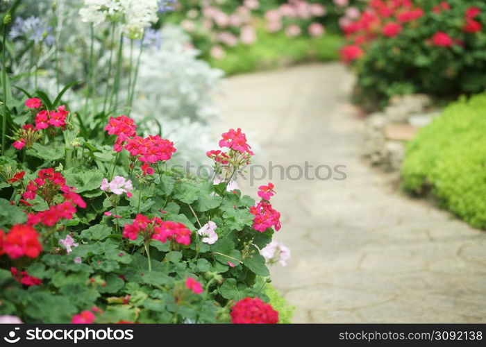 blooming pink red geranium flower plant in botany garden park