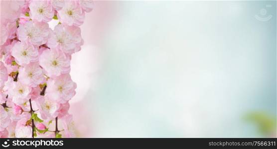 Blooming pink sacura cherry tree flowers against blue sky background banner. Blossoming pink tree Flowers
