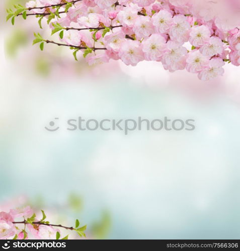 Blooming pink sacura cherry tree flowers against blue sky background. Blossoming pink tree Flowers