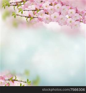 Blooming pink sacura cherry tree flowers against blue sky background. Blossoming pink tree Flowers