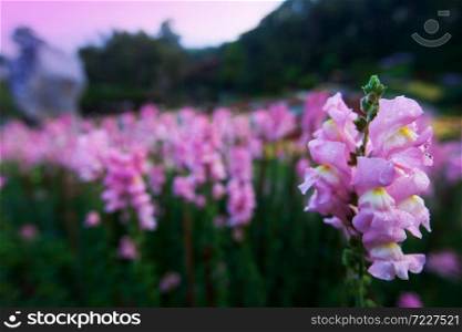 Blooming pink Snapdragon flowers (Antirrhinum) with morning dew in a botanical garden. Soft focus on pink petal.
