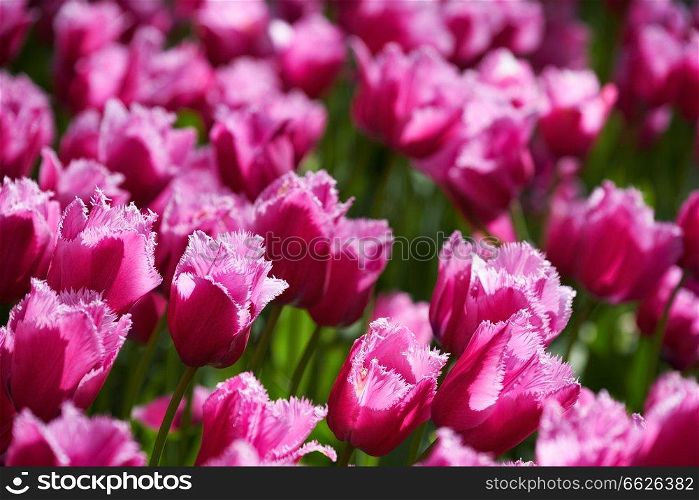 Blooming pink tulips flowerbed in Keukenhof flower garden, also known as the Garden of Europe, one of the world largest flower gardens and popular tourist attraction. Lisse, the Netherlands.. Blooming tulips flowerbed in Keukenhof flower garden, Netherland