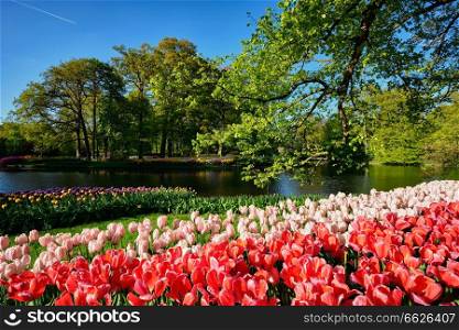 Blooming pink tulips flowerbeds in Keukenhof flower garden, also known as the Garden of Europe, one of the world largest flower gardens and popular tourist attraction. Lisse, the Netherlands.. Blooming tulips flowerbeds in Keukenhof flower garden, Netherlan