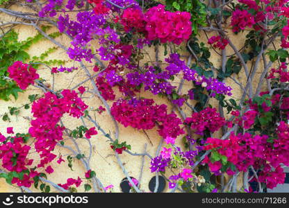 Blooming plant with red and violet flowers near house wall.