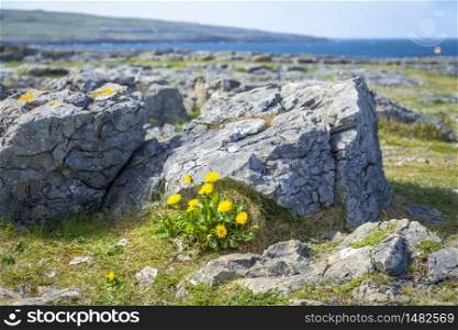 Blooming Plants between stones on the Burrren, County Clare, Ireland