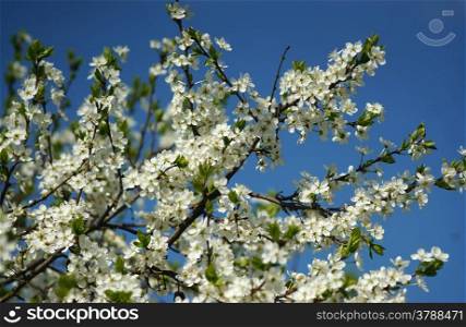 Blooming plum tree against the blue sky