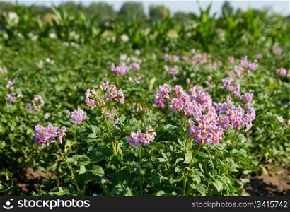 blooming potato on a green background