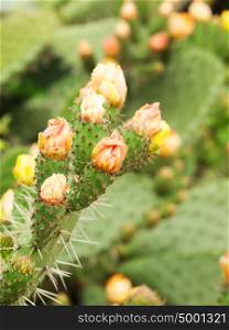 Blooming Prickly Pear or Paddle cactus with yellow flowers in Andalusia, Spain