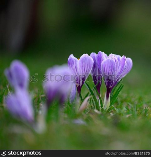 Blooming purole crocuses with green leaves in the garden, spring flowers