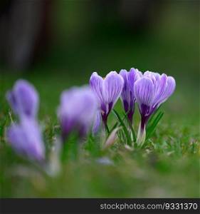 Blooming purole crocuses with green leaves in the garden, spring flowers