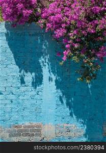 Blooming purple bougainvillea over the painted blue brick wall, copyspace