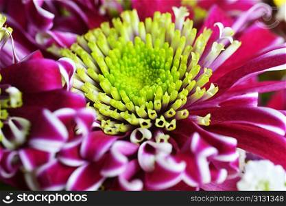 blooming purple chrysanthemum flower close up