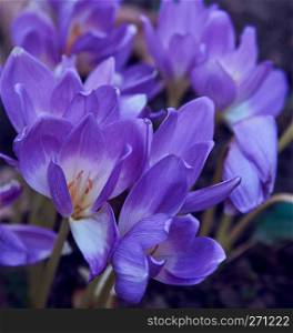 blooming purple crocuses, close up
