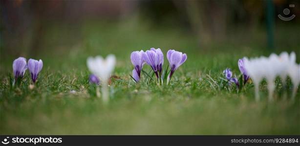 Blooming purple crocuses with green leaves in the garden, spring flowers