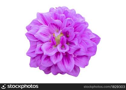 Blooming purple Dahlia Flower Isolated on white background. Object with clipping path.