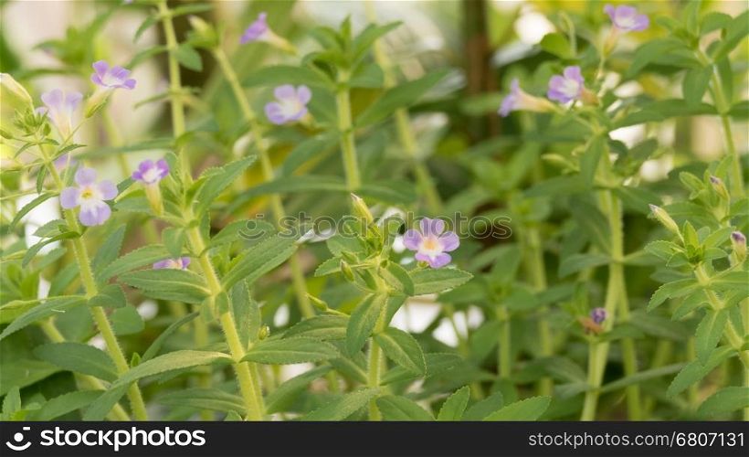blooming purple flower in garden