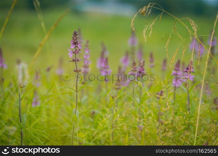 Blooming purple flower in the green grass background.