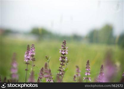 Blooming purple flower in the green grass background.