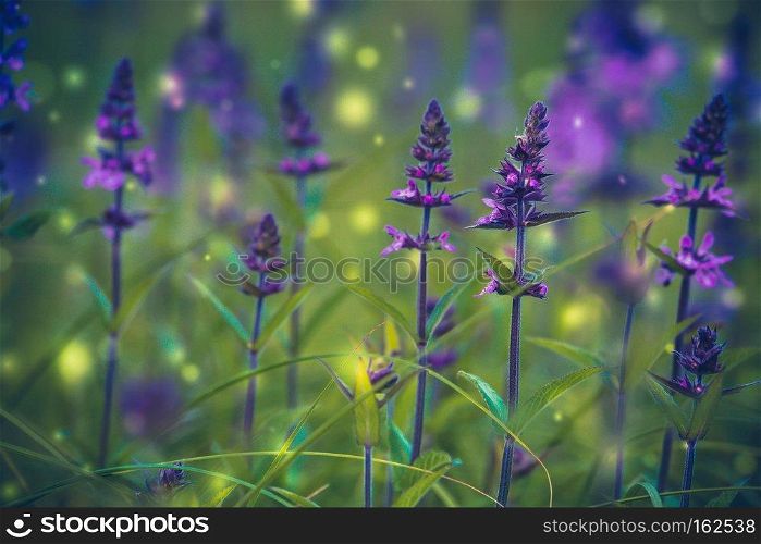 Blooming purple flower in the green grass filtered background.