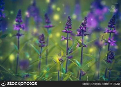 Blooming purple flower in the green grass filtered background.