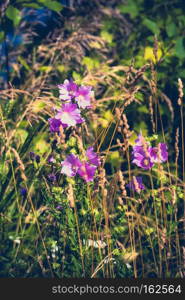 Blooming purple flower in the green grass filtered background.