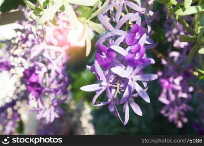 Blooming purple flowers in nature with sunlight