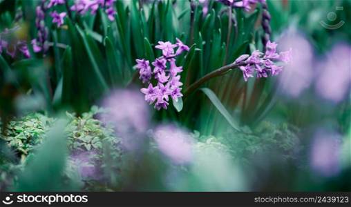 Blooming purple hyacinth in the garden on a summer sunny afternoon, selective focus
