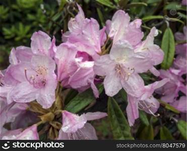 blooming purple rhododendron after the rain. Beautiful Rhododendron tree blossoms