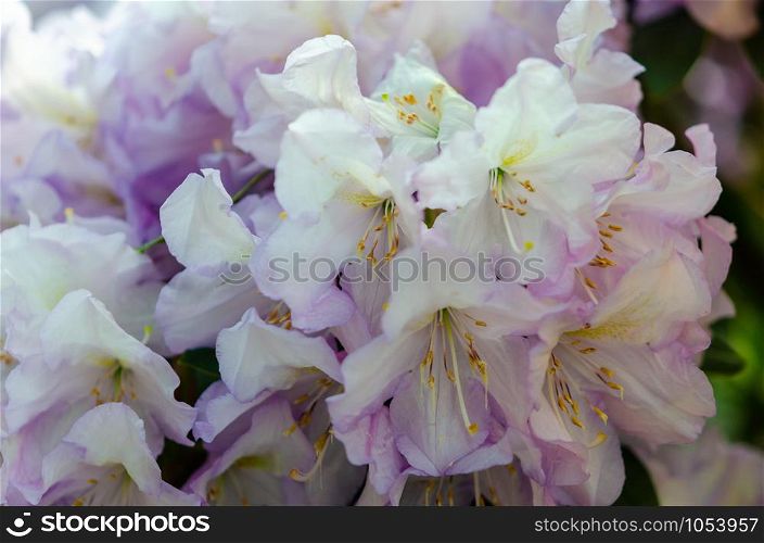 Blooming purple rhododendron flowers in a garden