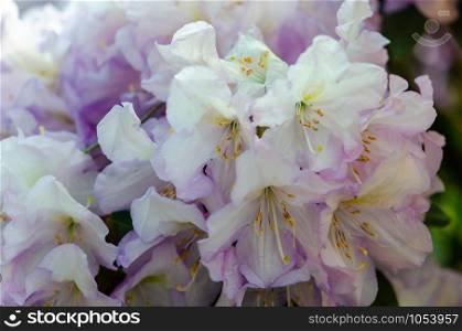 Blooming purple rhododendron flowers in a garden