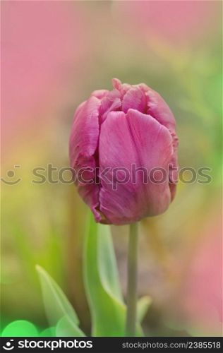 Blooming purple tulip close up. Purple tulip flower. Purple parrot tulip