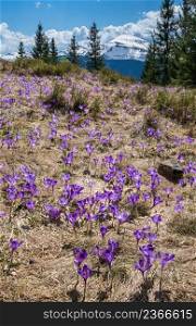 Blooming purple violet Crocus heuffelianus (Crocus vernus) alpine flowers on spring Carpathian mountain plateau, Ukraine.