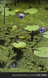 Blooming purple water lilies, Australia.