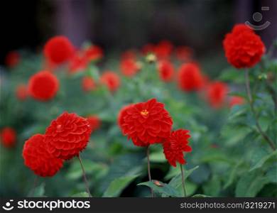 Blooming Red Flowers