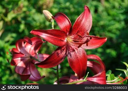 Blooming red lilies in the garden