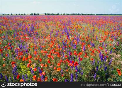 Blooming red poppies and purple flowers in the Crimean fields.. Blooming red poppies and purple flowers in the field .