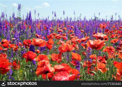 Blooming red poppies and purple flowers in the Crimean fields.. Blooming red poppies and purple flowers in the field .