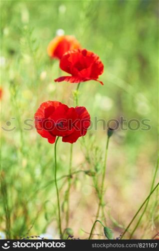 blooming red poppy in a field on a spring afternoon in the sunshine, selective focus