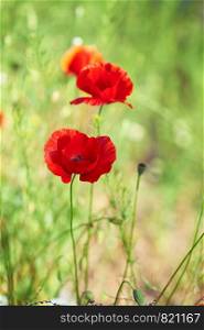 blooming red poppy in a field on a spring afternoon in the sunshine, selective focus