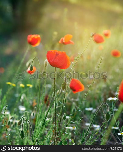 blooming red poppy in a field on a spring afternoon in the sunshine, selective focus