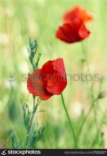 blooming red poppy in the field in the spring afternoon, soft focus