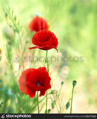 blooming red poppy in the field in the spring afternoon, soft focus, close up