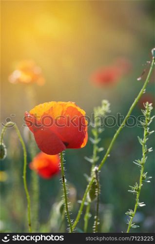 blooming red poppy in the sun, back side light, close up