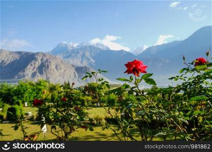 Blooming red rose against landscape view of green foliage in summer and Karakoram mountain range with morning fog in Jutial, Gilgit city. Gilgit Baltistan, Pakistan. Selective focus on foreground.