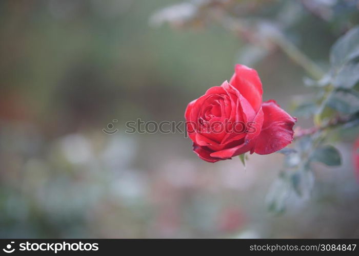 blooming red rose flower in bloom in garden park