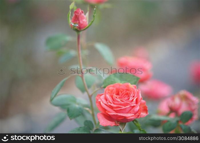 blooming red rose flower in bloom in garden park