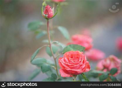 blooming red rose flower in bloom in garden park
