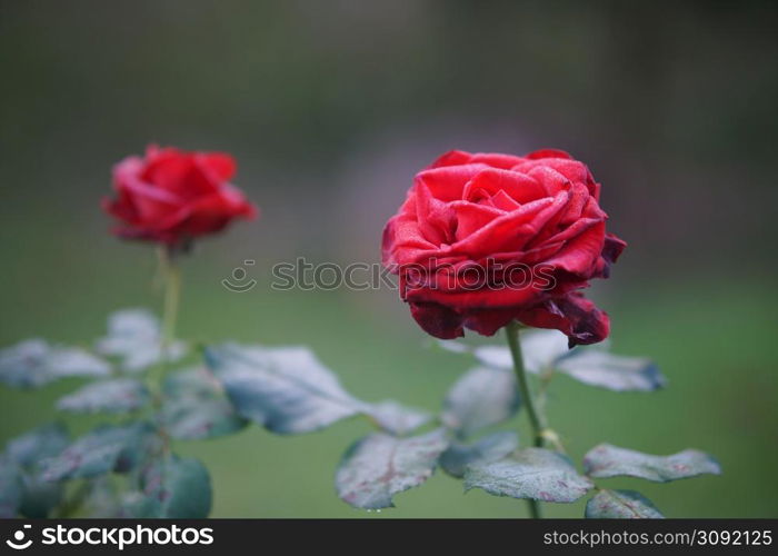 blooming red rose flower in bloom in garden park