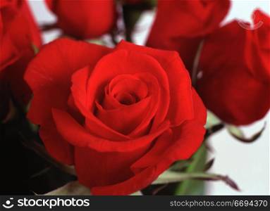 Blooming Red Roses