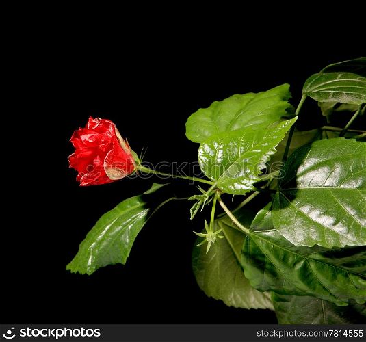 Blooming red roses on a black background (Hibiscus rosa-sinensis L.)